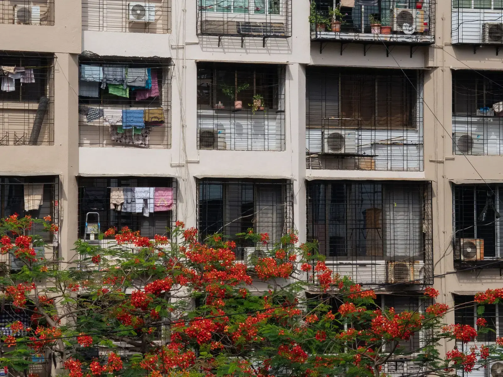 Balconies of a Mumbai housing society building behind a flowering gulmohar tree